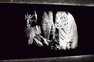 gallery/tiger-2
